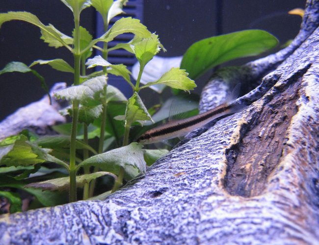 freshwater fish - crossocheilus siamensis - siamese algae eater stocking in 16 gallons tank - Siamese Algae Eater Standing By freshwater fish - crossocheilus siamensis - siamese algae eater stocking in 16 gallons tank - Siamese Algae Eater Standing By