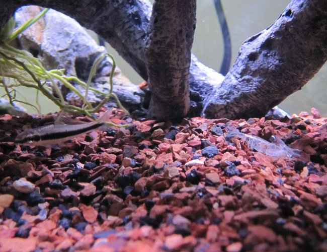 freshwater fish - crossocheilus siamensis - siamese algae eater stocking in 16 gallons tank - Siamese Algae Eater about to eat some Red Cherry Shrimp exoskeleton. freshwater fish - crossocheilus siamensis - siamese algae eater stocking in 16 gallons tank - Siamese Algae Eater about to eat some Red Cherry Shrimp exoskeleton.