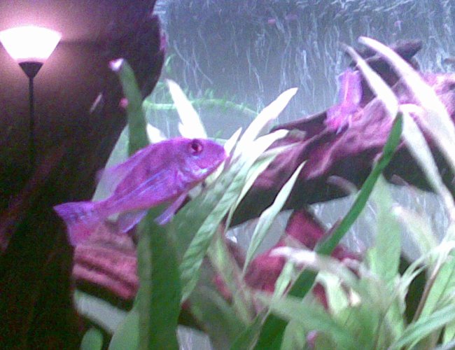 freshwater fish - gymnogeophagus surinamensis - surinamen geophagus stocking in 45 gallons tank - This is my geophagus surinamensis.
excuse the bad quality it was on a phone camera freshwater fish - gymnogeophagus surinamensis - surinamen geophagus stocking in 45 gallons tank - This is my geophagus surinamensis.
excuse the bad quality it was on a phone camera