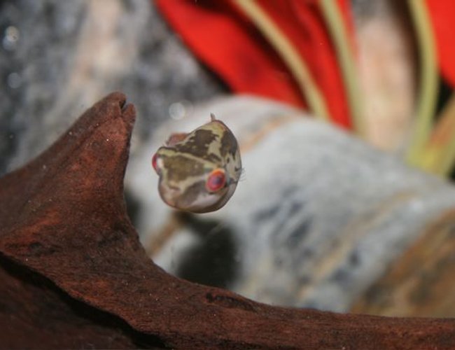 freshwater fish - carinotetraodon lorteti - red eye puffer stocking in 75 gallons tank - red eyed puffer freshwater fish - carinotetraodon lorteti - red eye puffer stocking in 75 gallons tank - red eyed puffer
