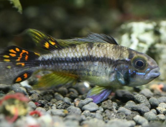 freshwater fish - apistogramma cacatuoides - orange cockatoo cichlid stocking in 40 gallons tank - Cockatoo cichlid freshwater fish - apistogramma cacatuoides - orange cockatoo cichlid stocking in 40 gallons tank - Cockatoo cichlid