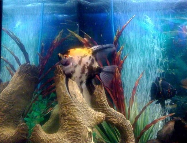 freshwater fish - pterophyllum leopoldi - leopold's angelfish stocking in 48 gallons tank - Leopold Angel freshwater fish - pterophyllum leopoldi - leopold's angelfish stocking in 48 gallons tank - Leopold Angel