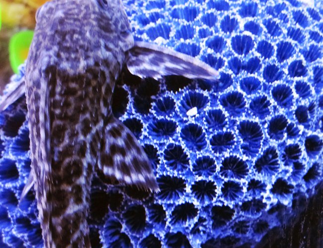 freshwater fish - hypostomus punctatus - common pleco stocking in 75 gallons tank freshwater fish - hypostomus punctatus - common pleco stocking in 75 gallons tank