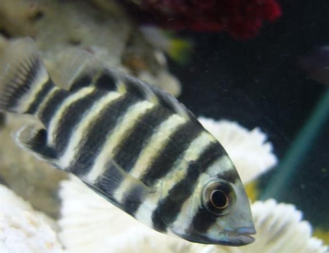 freshwater fish - tilapia butterkofferi - buttikoferi cichlid stocking in 16 gallons tank - Yellow Lab freshwater fish - tilapia butterkofferi - buttikoferi cichlid stocking in 16 gallons tank - Yellow Lab