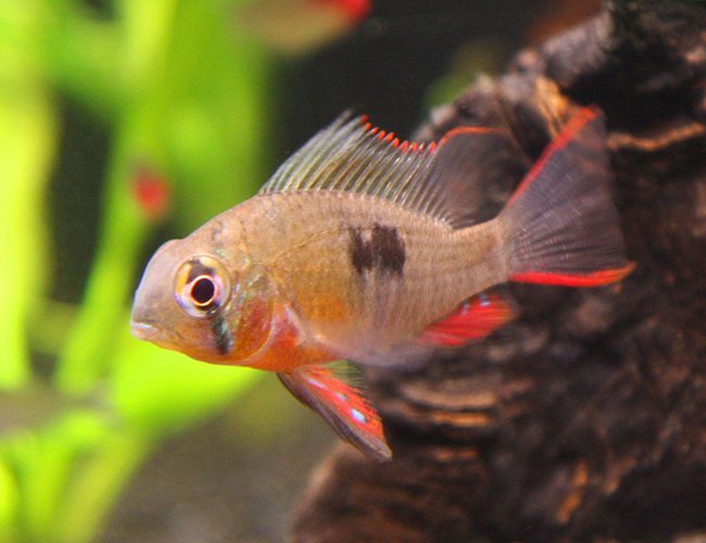 freshwater fish - microgeophagus altispinosa - bolivian ram stocking in 20 gallons tank - Bolivian Ram - Princess (I hope it's a girl) freshwater fish - microgeophagus altispinosa - bolivian ram stocking in 20 gallons tank - Bolivian Ram - Princess (I hope it's a girl)