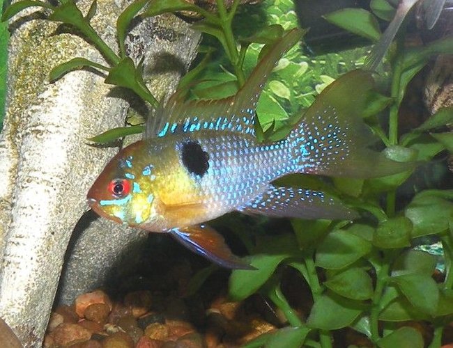 freshwater fish - papiliochromis ramirezi - german blue ram stocking in 30 gallons tank - German Blue Ram freshwater fish - papiliochromis ramirezi - german blue ram stocking in 30 gallons tank - German Blue Ram