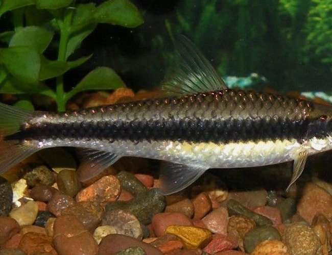 freshwater fish - crossocheilus siamensis - siamese algae eater stocking in 30 gallons tank - Siamese Algae Eater eating flake food freshwater fish - crossocheilus siamensis - siamese algae eater stocking in 30 gallons tank - Siamese Algae Eater eating flake food