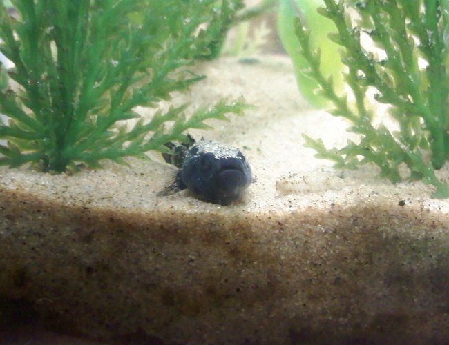 freshwater fish - gobioides broussonnetii - prehistoric dragon goby stocking in 14 gallons tank - Goby a bit miffed at sand settling on his head after cleaning. freshwater fish - gobioides broussonnetii - prehistoric dragon goby stocking in 14 gallons tank - Goby a bit miffed at sand settling on his head after cleaning.