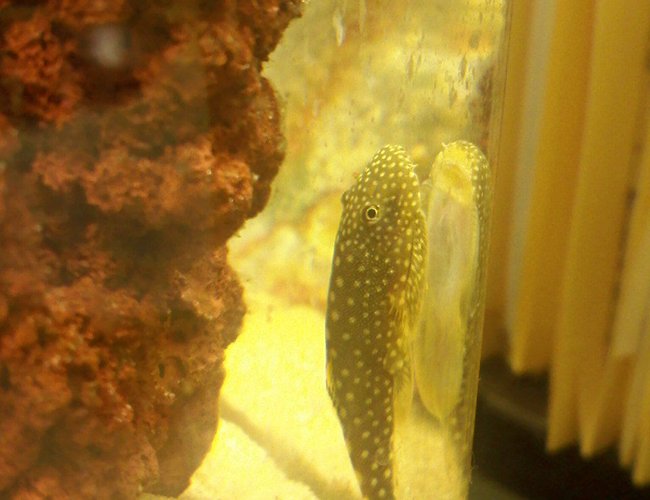 freshwater fish - beaufortia kweichowensis - butterfly hillstream loach stocking in 14 gallons tank - Hillstream loach / Borneo Sucker freshwater fish - beaufortia kweichowensis - butterfly hillstream loach stocking in 14 gallons tank - Hillstream loach / Borneo Sucker