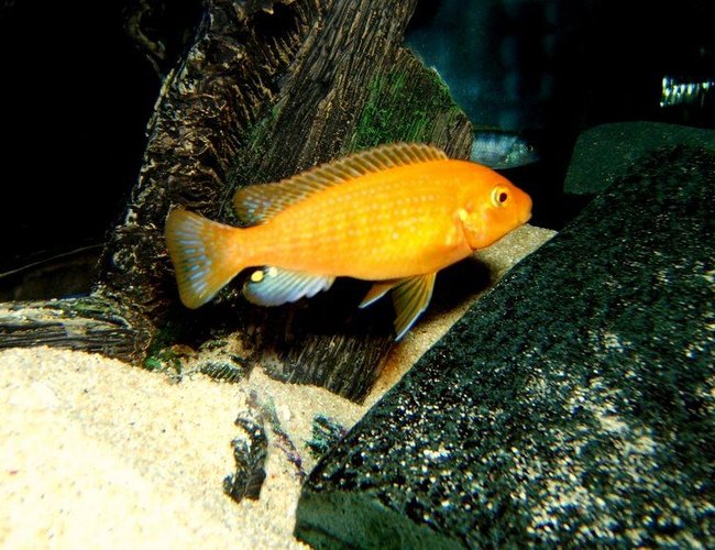 freshwater fish - pseudotropheus estherae - red zebra cichlid stocking in 90 gallons tank - Red Zebra freshwater fish - pseudotropheus estherae - red zebra cichlid stocking in 90 gallons tank - Red Zebra