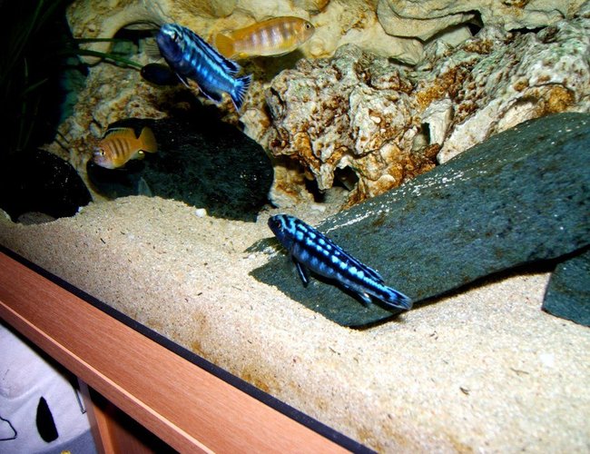 freshwater fish - melanochromis johannii - johanni cichlid stocking in 90 gallons tank - Mbuna freshwater fish - melanochromis johannii - johanni cichlid stocking in 90 gallons tank - Mbuna
