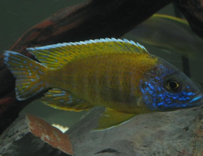 freshwater fish - aulonocara baenschi - sunshine peacock stocking in 60 gallons tank - Peacock Cichlid freshwater fish - aulonocara baenschi - sunshine peacock stocking in 60 gallons tank - Peacock Cichlid