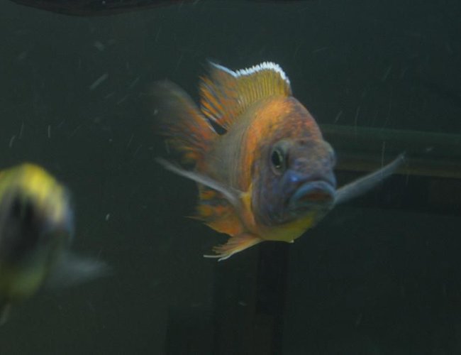 freshwater fish - copadichromis borleyi - yellowfin borleyi cichlid stocking in 60 gallons tank - Peacock freshwater fish - copadichromis borleyi - yellowfin borleyi cichlid stocking in 60 gallons tank - Peacock