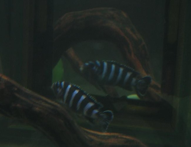 freshwater fish - pseudotropheus demasoni - demasoni cichlid stocking in 60 gallons tank - Demasoni freshwater fish - pseudotropheus demasoni - demasoni cichlid stocking in 60 gallons tank - Demasoni