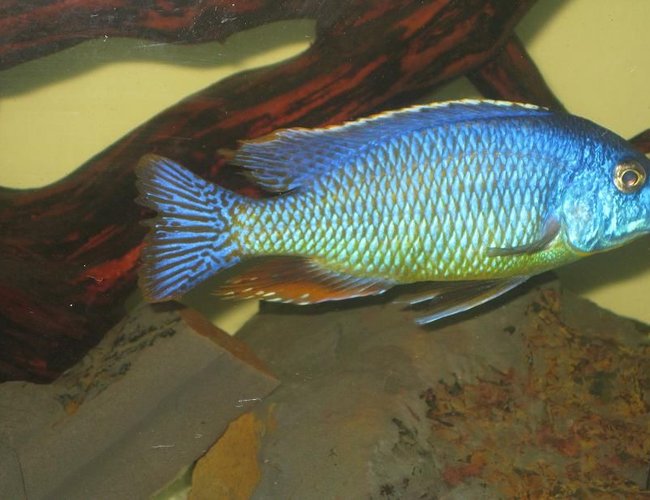 freshwater fish - protomelas taeniolatus - red empress stocking in 60 gallons tank - fire blue cichlid freshwater fish - protomelas taeniolatus - red empress stocking in 60 gallons tank - fire blue cichlid