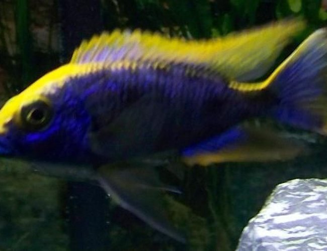 freshwater fish - otopharynx lithobates - sulphur crested lithobate stocking in 54 gallons tank - Yellow Blaze freshwater fish - otopharynx lithobates - sulphur crested lithobate stocking in 54 gallons tank - Yellow Blaze
