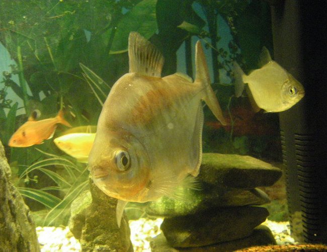 freshwater fish - metynnis argenteus - silver dollar stocking in 40 gallons tank - My 2 silver dollars. The big one is 6 years old and come with the tank when I brought it. The little guy I brought so grandpa could have a freind. The little guy follows grandpa around everywhere. freshwater fish - metynnis argenteus - silver dollar stocking in 40 gallons tank - My 2 silver dollars. The big one is 6 years old and come with the tank when I brought it. The little guy I brought so grandpa could have a freind. The little guy follows grandpa around everywhere.
