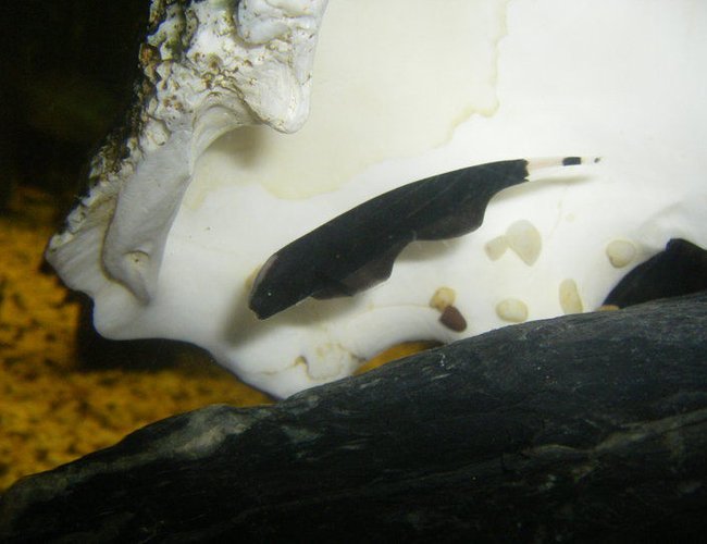 freshwater fish - apteronotus albifrons - black ghost knifefish stocking in 40 gallons tank - Black ghost knife fishin his shell. freshwater fish - apteronotus albifrons - black ghost knifefish stocking in 40 gallons tank - Black ghost knife fishin his shell.