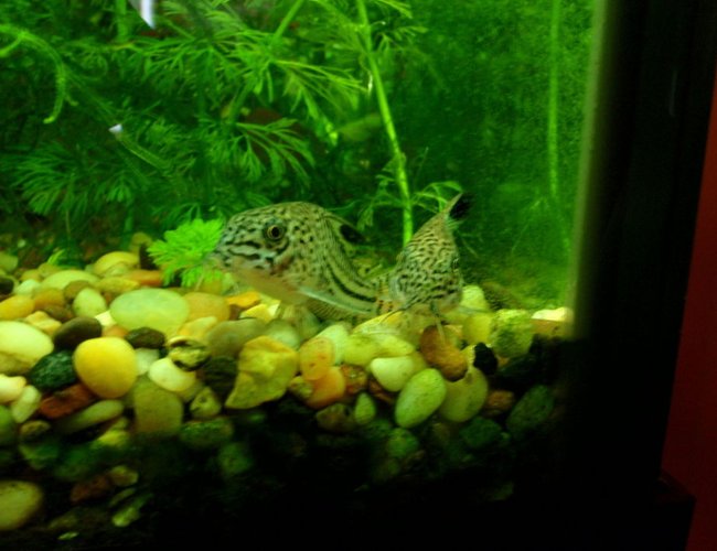 freshwater fish - corydoras sp. - false julii cory cat stocking in 75 gallons tank - some of my favorites, leopard cories. freshwater fish - corydoras sp. - false julii cory cat stocking in 75 gallons tank - some of my favorites, leopard cories.
