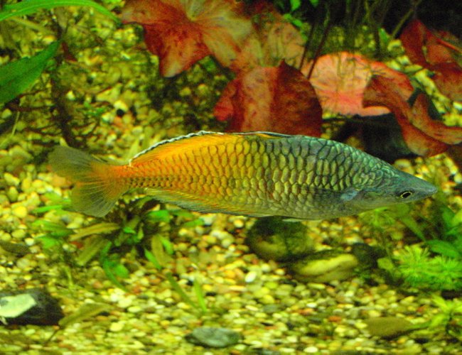 freshwater fish - melanotaenia boesemani - boesemani rainbow stocking in 75 gallons tank - Boesmani rainbows freshwater fish - melanotaenia boesemani - boesemani rainbow stocking in 75 gallons tank - Boesmani rainbows