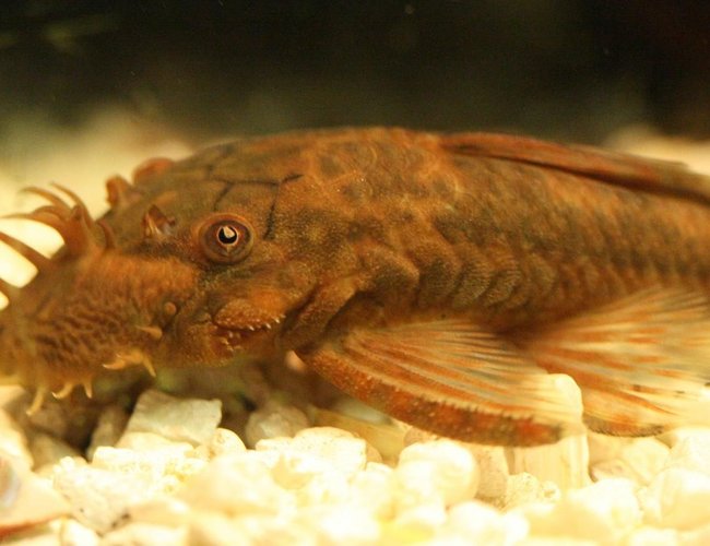 freshwater fish - ancistrus sp. - bushy nose pleco l-144 stocking in 90 gallons tank - Bristlenose Plecostomus freshwater fish - ancistrus sp. - bushy nose pleco l-144 stocking in 90 gallons tank - Bristlenose Plecostomus