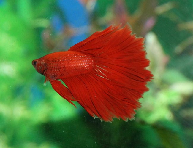 freshwater fish - betta splendens - crown tail betta stocking in 90 gallons tank - Crowntail Betta freshwater fish - betta splendens - crown tail betta stocking in 90 gallons tank - Crowntail Betta