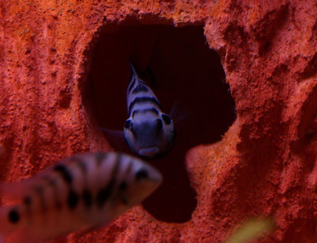 freshwater fish - archocentrus nigrofasciatus - black convict cichlid stocking in 20 gallons tank - Female Convict guarding her eggs. freshwater fish - archocentrus nigrofasciatus - black convict cichlid stocking in 20 gallons tank - Female Convict guarding her eggs.