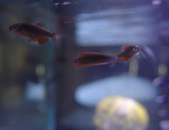 freshwater fish - celestichthys margaritatus - celestial pearl danio stocking in 10 gallons tank - Celestial Pearl Danios freshwater fish - celestichthys margaritatus - celestial pearl danio stocking in 10 gallons tank - Celestial Pearl Danios