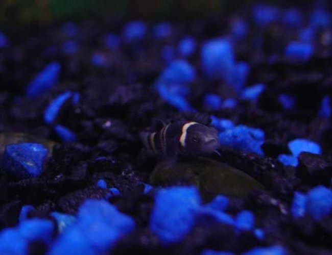 freshwater fish - brachygobius doriae - bumble bee goby stocking in 10 gallons tank - B. Goby freshwater fish - brachygobius doriae - bumble bee goby stocking in 10 gallons tank - B. Goby