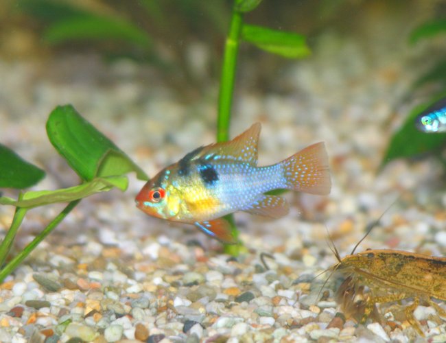 freshwater fish - papiliochromis ramirezi - german blue ram stocking in 45 gallons tank - German Blue Ram Cichlid, Microgeophagus ramirezi freshwater fish - papiliochromis ramirezi - german blue ram stocking in 45 gallons tank - German Blue Ram Cichlid, Microgeophagus ramirezi