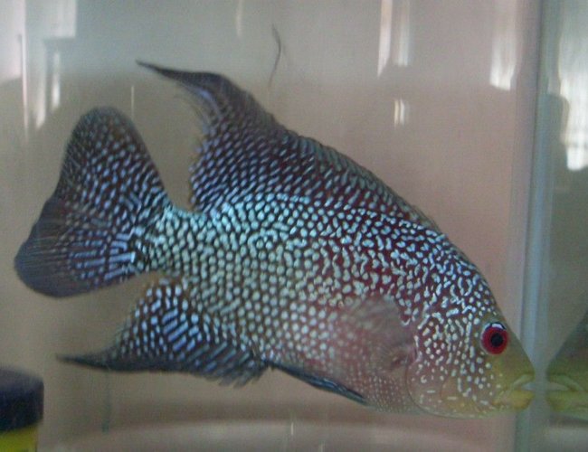 freshwater fish - cichlasoma sp. - flower horn cichlid stocking in 20 gallons tank - flower horn miniator freshwater fish - cichlasoma sp. - flower horn cichlid stocking in 20 gallons tank - flower horn miniator