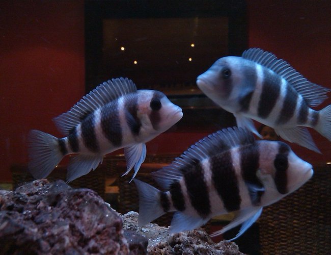 freshwater fish - cyphotilapia frontosa - frontosa cichlid stocking in 185 gallons tank - More Frantosa pics freshwater fish - cyphotilapia frontosa - frontosa cichlid stocking in 185 gallons tank - More Frantosa pics