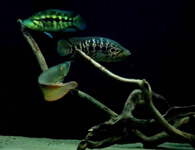 freshwater fish - parachromis managuensis - jaguar cichlid stocking in 150 gallons tank - Silver Arowana, Jaguar and Wolf Cichlid freshwater fish - parachromis managuensis - jaguar cichlid stocking in 150 gallons tank - Silver Arowana, Jaguar and Wolf Cichlid