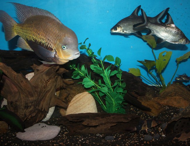 freshwater fish - balantiocheilus melanopterus - bala shark stocking in 200 gallons tank - My bala sharks, american cichlid, clown loaches, syno in the log and a few barbs in the back. freshwater fish - balantiocheilus melanopterus - bala shark stocking in 200 gallons tank - My bala sharks, american cichlid, clown loaches, syno in the log and a few barbs in the back.