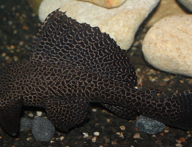 freshwater fish - glyptoperichthys gibbiceps - sailfin pleco (l-83) stocking in 200 gallons tank - my pleco freshwater fish - glyptoperichthys gibbiceps - sailfin pleco (l-83) stocking in 200 gallons tank - my pleco