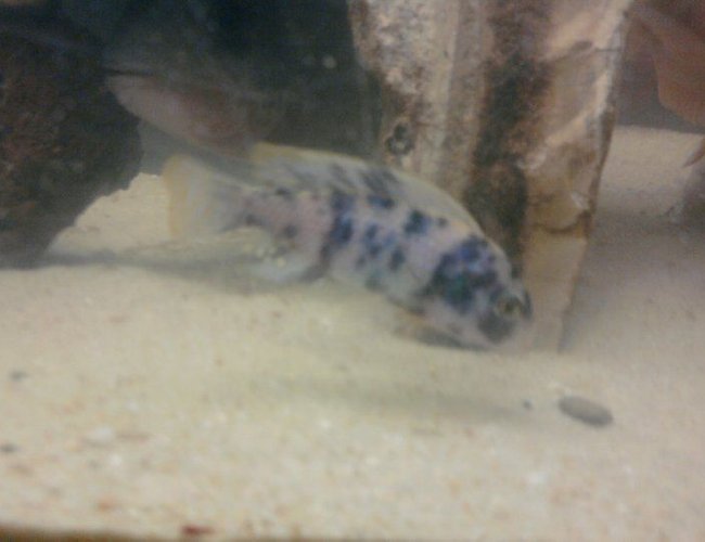 freshwater fish - labeotropheus fuelleborni - fuelleborni cichlid, orange blossom stocking in 40 gallons tank - Another Baby... freshwater fish - labeotropheus fuelleborni - fuelleborni cichlid, orange blossom stocking in 40 gallons tank - Another Baby...