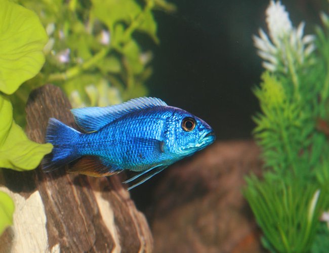 freshwater fish - sciaenochromis fryeri - electric blue hap stocking in 55 gallons tank - Electric Blue freshwater fish - sciaenochromis fryeri - electric blue hap stocking in 55 gallons tank - Electric Blue