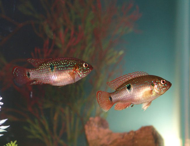 freshwater fish - hemichromis bimaculatus - jewel cichlid stocking in 55 gallons tank - Jeweled Cichlids freshwater fish - hemichromis bimaculatus - jewel cichlid stocking in 55 gallons tank - Jeweled Cichlids