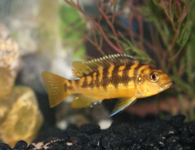 freshwater fish - pseudotropheus crabro - bumblebee cichlid stocking in 55 gallons tank - Bumble Bee freshwater fish - pseudotropheus crabro - bumblebee cichlid stocking in 55 gallons tank - Bumble Bee