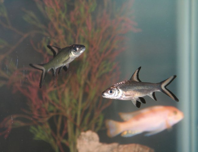 freshwater fish - balantiocheilus melanopterus - bala shark stocking in 55 gallons tank - Bala Sharks freshwater fish - balantiocheilus melanopterus - bala shark stocking in 55 gallons tank - Bala Sharks