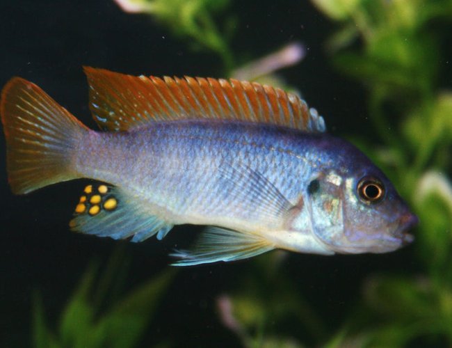 freshwater fish - labidochromis sp. - hongi stocking in 55 gallons tank - Red Cap Itungi freshwater fish - labidochromis sp. - hongi stocking in 55 gallons tank - Red Cap Itungi