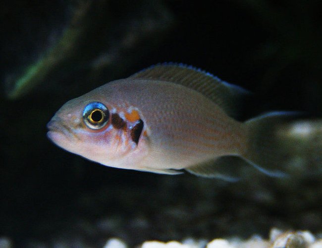freshwater fish - neolamprologus pulcher - daffodil cichlid stocking in 46 gallons tank - my daffodil african cichlid freshwater fish - neolamprologus pulcher - daffodil cichlid stocking in 46 gallons tank - my daffodil african cichlid