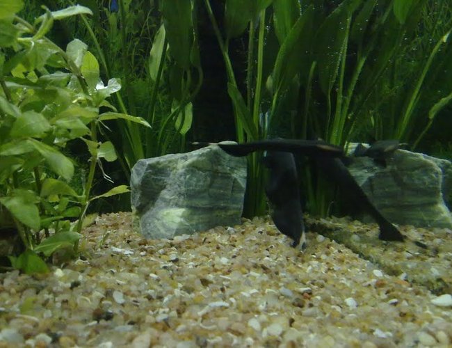 freshwater fish - apteronotus albifrons - black ghost knifefish stocking in 250 gallons tank - black ghosts freshwater fish - apteronotus albifrons - black ghost knifefish stocking in 250 gallons tank - black ghosts