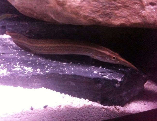 freshwater fish - macrognathus siamensis - peacock eel stocking in 26 gallons tank - Peacock Eel freshwater fish - macrognathus siamensis - peacock eel stocking in 26 gallons tank - Peacock Eel
