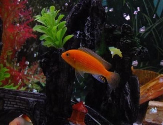 freshwater fish - pseudotropheus estherae - red zebra cichlid stocking in 100 gallons tank - Orange Morph freshwater fish - pseudotropheus estherae - red zebra cichlid stocking in 100 gallons tank - Orange Morph