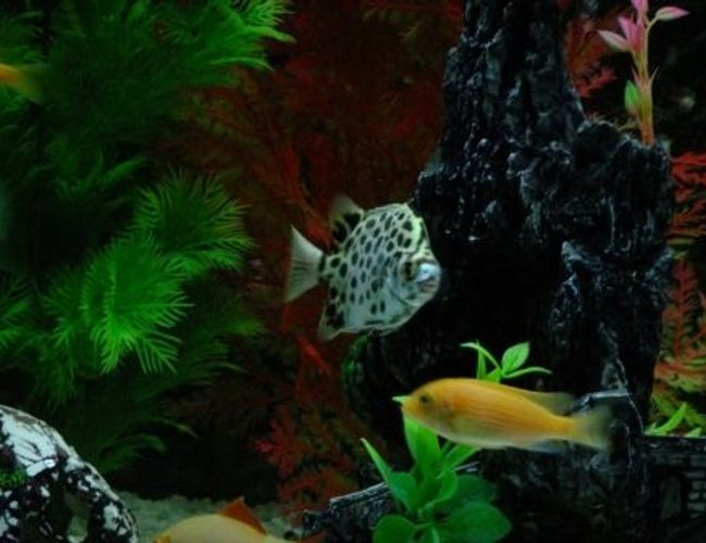 freshwater fish - scatophagus argus - spotted scat stocking in 100 gallons tank - Spotted Scat Fish freshwater fish - scatophagus argus - spotted scat stocking in 100 gallons tank - Spotted Scat Fish