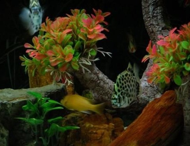 freshwater fish - scatophagus argus - spotted scat stocking in 100 gallons tank - Spotted Scat Fish freshwater fish - scatophagus argus - spotted scat stocking in 100 gallons tank - Spotted Scat Fish