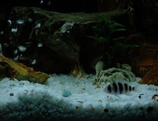 freshwater fish - cyphotilapia frontosa - frontosa cichlid stocking in 100 gallons tank - Frontosa freshwater fish - cyphotilapia frontosa - frontosa cichlid stocking in 100 gallons tank - Frontosa