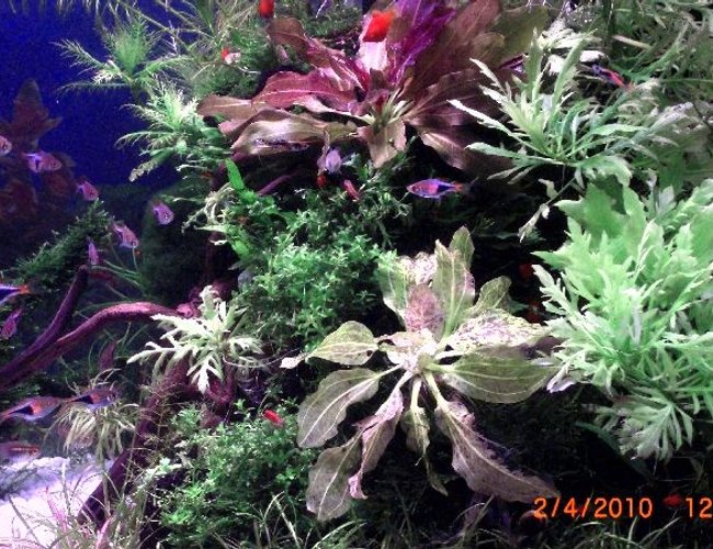 freshwater fish - rasbora heteromorpha - harlequin rasbora stocking in 50 gallons tank - some freshwater fish - rasbora heteromorpha - harlequin rasbora stocking in 50 gallons tank - some