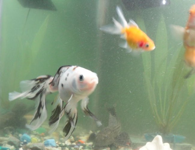 freshwater fish - carassius auratus - shubunkin goldfish stocking in 68 gallons tank - almost all the fish are grown in my tank this subyunkin is also that fish he was only few cms wen i brought him 2.5 yrs back nw it is almost fully grown behind pearl scale gold freshwater fish - carassius auratus - shubunkin goldfish stocking in 68 gallons tank - almost all the fish are grown in my tank this subyunkin is also that fish he was only few cms wen i brought him 2.5 yrs back nw it is almost fully grown behind pearl scale gold